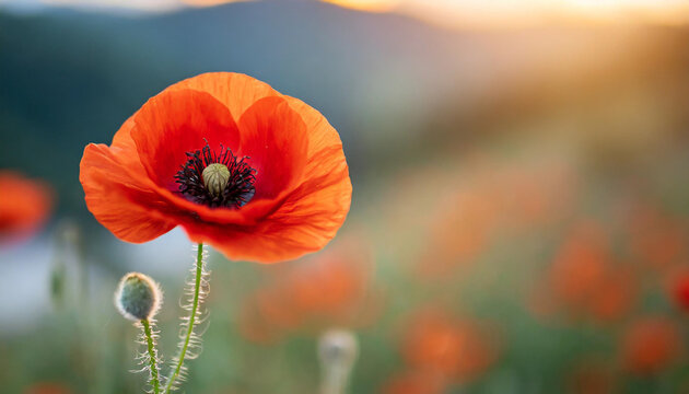 red poppy flower on a solemn background, symbolizing Remembrance Day, Armistice Day, and Anzac Day. A powerful image of tribute and honor