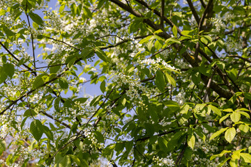 Fototapeta na wymiar a flowering cherry tree in the spring season, a spring park