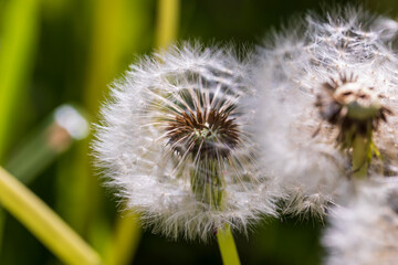 white flowers of dandelion balls in a spring field