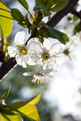 delicate cherry flowers among green leaves