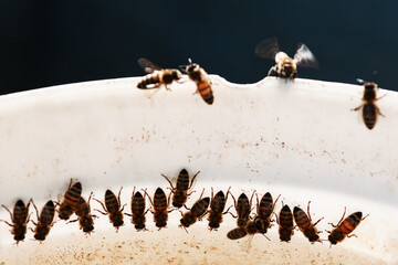 Close up view of bees working on a white background in bee colony