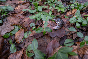 A dead wet rat lying in the leaves.