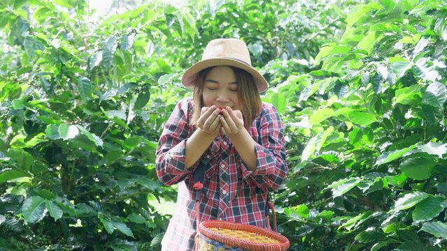 Young asian woman coffee farmer is harvesting coffee berries in many high-quality coffee-producing by agriculturists hands, red berry branch in farm, harvesting in mountain.
