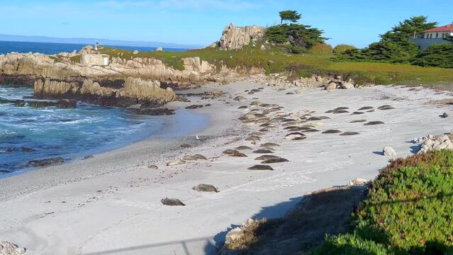 Harbor Seals Laying on the Sand on Protected Observation Area in Pacific Grove, Calfiornia. Marine mammals conservation. 4K.