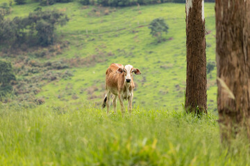 Boi sozinho no pasto