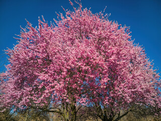 Treetop loaded with pink flowers in a vegetal environment and blue sky. Pissard cherry tree in early Spring