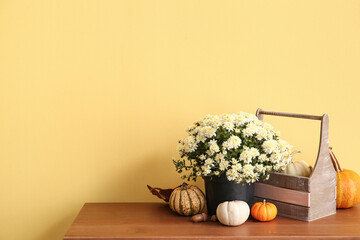 Pot with beautiful chrysanthemum flowers and pumpkins on wooden table near yellow wall