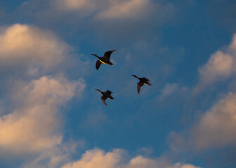 Ducks in Flight Silhouetted by the Setting Sun