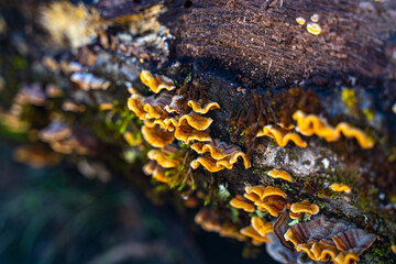 Stereum hirsut (False turkey-tail) grow on a tree stump.