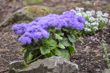 Light Purple
