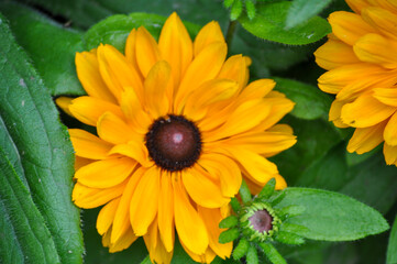 Coneflower