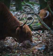 scottish highland cow birth