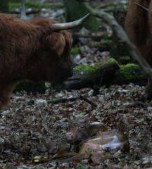 scottish highland cow birth