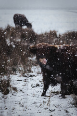 Highland cow in the snow