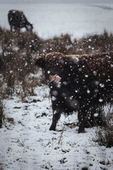 Highland cow in the snow