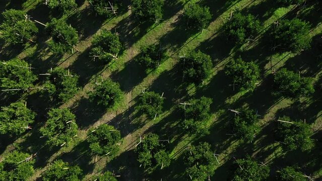 Aerial top view of orange plantation on sunny day in farm agriculture area chiang mai pha daeng Thailand, orange garden. agricultural concept