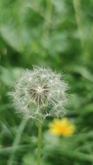 dandelion head