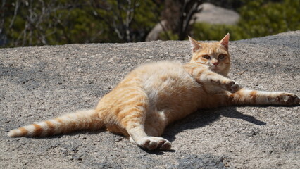 cat on the rocks