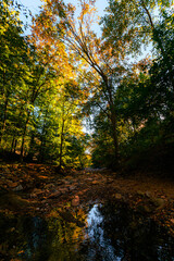 autumn in the forest