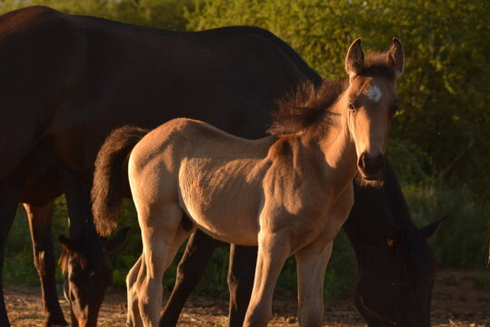 Horse