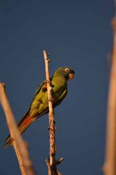 Calancate com&uacute;n