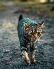 Fototapeta premium portrait of a cat