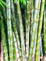 Bamboo green background