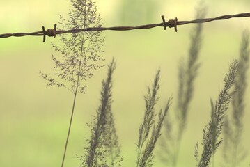 insect, wire, nature, fence, macro, green, barbed, dragonfly, barb, animal, leaf, branch, wildlife,...