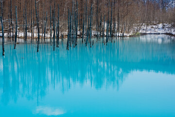 雪が残る春の青い池　美瑛町
