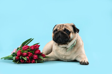 Cute pug dog with tulips on blue background. International Women's Day celebration