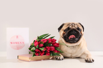 Cute pug dog with tulips, book and greeting card on white background. International Women's Day...