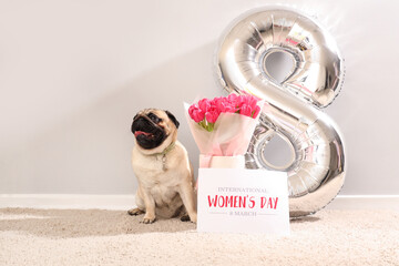 Cute pug dog with bouquet of tulips, greeting card and air balloon in shape of figure 8 near white...