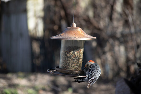 Red bellied woodpecker aka Zebra woodpecker eating at a bird feeder