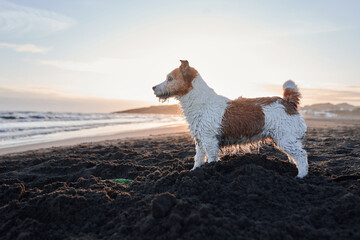 A wet Jack Russell Terrier stands alert on a sandy beach, silhouetted against the setting sun and...