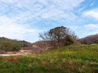 菜の花が咲く峠の風景