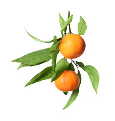 Fresh tangerines with green leaves isolated on white