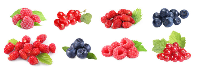 Wild berries isolated on white, collection. Raspberries, bilberries, strawberries, red currants