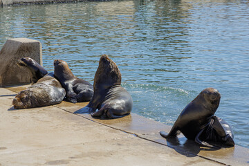 Group of sea lions in the port of Mar del Plata, Buenos Aires.