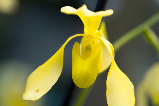 Sad orchid paphiopedium lowii