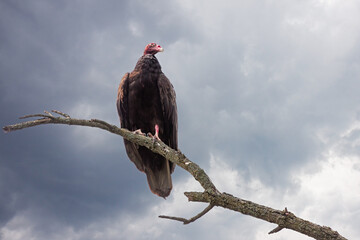 Turkey Vulture Waiting for the Storm