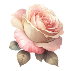 Rose flower