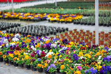 Bushes of fresh aromatic pansies in pots in rows at greenhouse farm