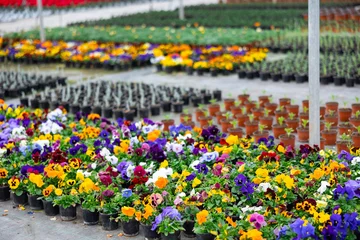 Fototapeten Bushes of fresh aromatic pansies in pots in rows at greenhouse farm © JackF