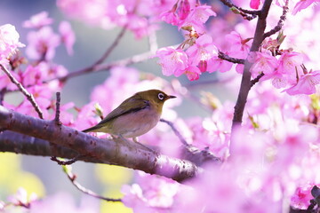 満開の桜と可愛いメジロ