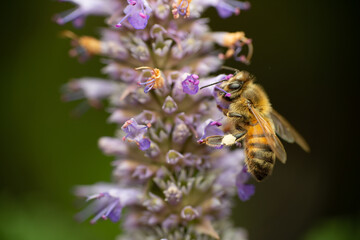 Close-up of bee on a purple blossom lavender flower collecting nectar in macro view 