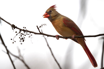 North Cardinal, Cardinalis, cardinalis, perched on a branch in the McKinney Falls State Park, TX Onion Creek trail during the winter.