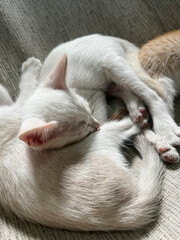 white cat sleeping in the bed