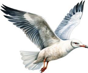 Obraz premium 갈매기