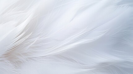 A close-up shot capturing the delicate and soft texture of white feathers.