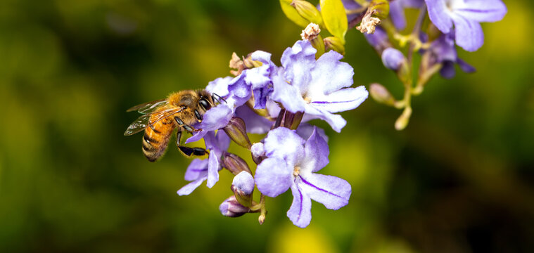 Bee pollinating purple and white flowers in the garden of nature - header image narrow 